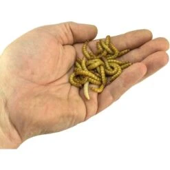 Josh's Frogs Giant Mealworms Live Feed Reptile Food -Pet Supplies Store 928518 PT6. AC SS1800 V1692299424