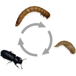 Josh's Frogs Giant Mealworms Live Feed Reptile Food -Pet Supplies Store 928518 PT7. AC SS1800 V1692301792