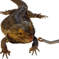 Josh's Frogs Giant Mealworms Live Feed Reptile Food -Pet Supplies Store 928518 PT8. AC SS1800 V1692294419