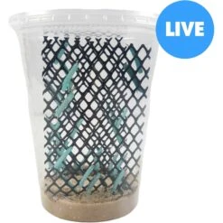 Josh's Frogs Hornworm Habitat Live Feed Reptile Food