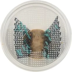 Josh's Frogs Hornworm Habitat Live Feed Reptile Food -Pet Supplies Store 928550 PT3. AC SS1800 V1692298838