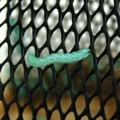 Josh's Frogs Hornworm Habitat Live Feed Reptile Food -Pet Supplies Store 928550 PT5. AC SS1800 V1692301426