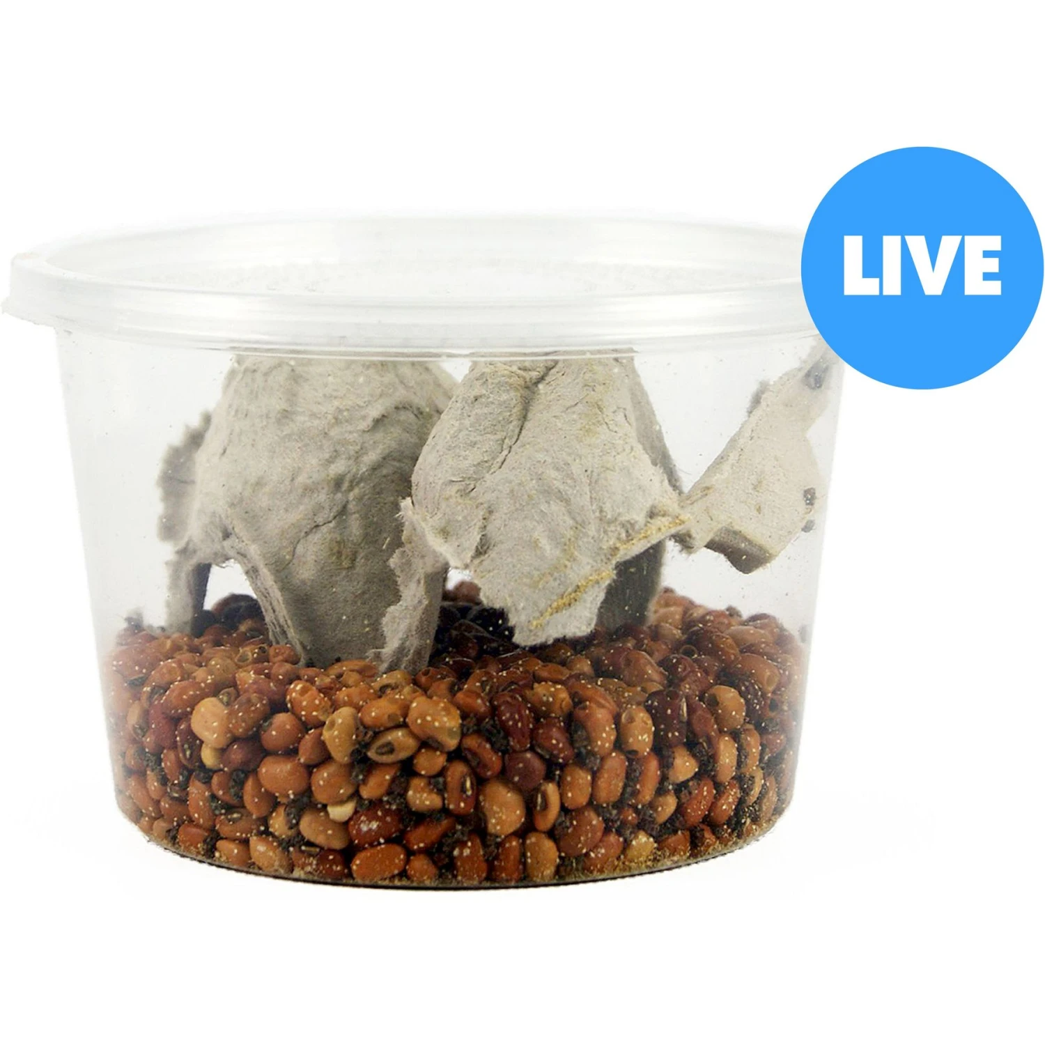 Josh's Frogs Bean Beetle Culture Live Feed Reptile Food, 16-oz Tub 3 Josh's Frogs Bean Beetle Culture Live Feed Reptile Food, 16-oz Tub