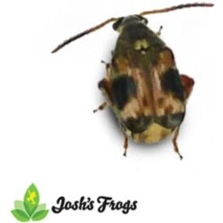 Josh's Frogs Bean Beetle Culture Live Feed Reptile Food, 16-oz Tub 15 Josh's Frogs Bean Beetle Culture Live Feed Reptile Food, 16-oz Tub -Pet Supplies Store 928598 PT4. AC SS1800 V1692300315