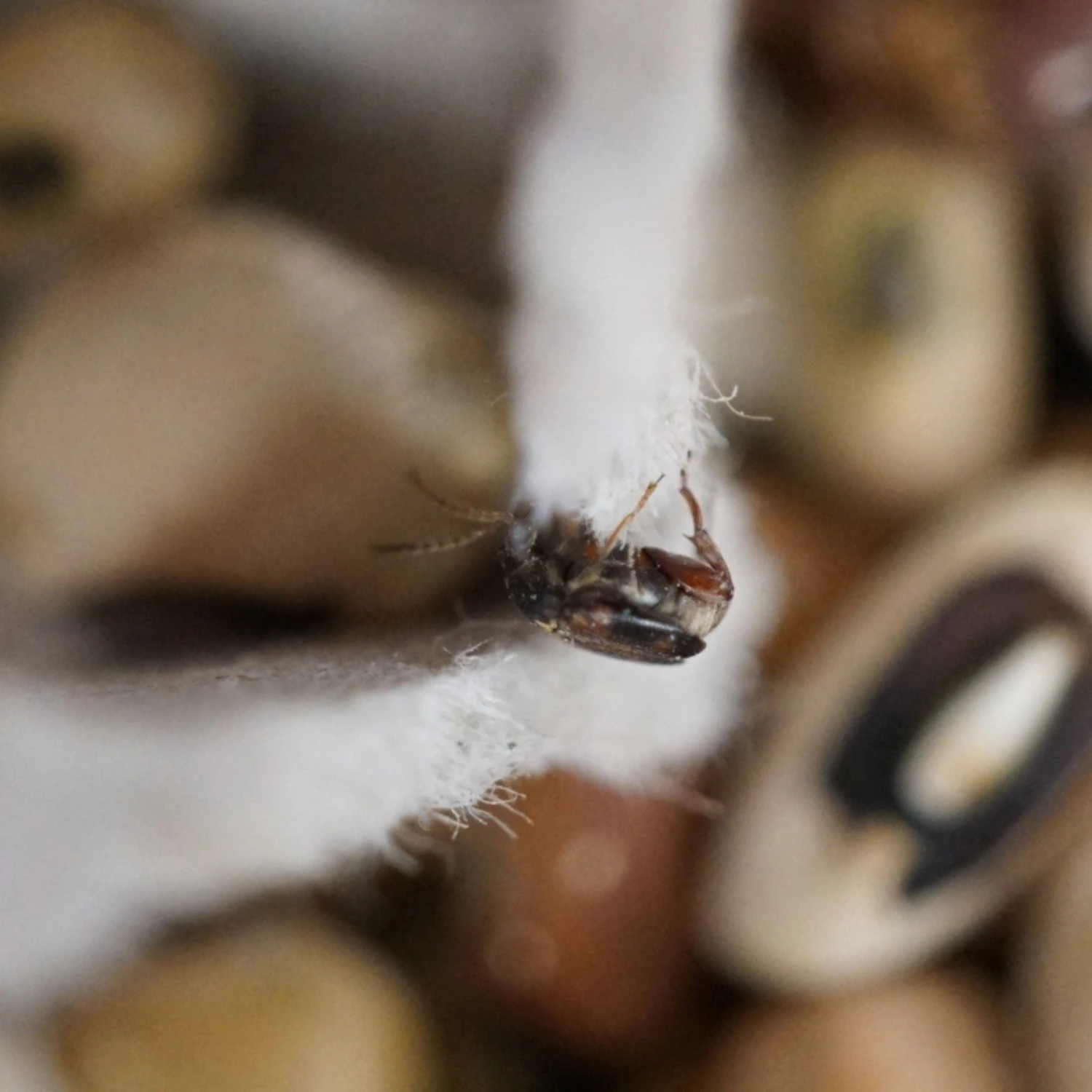 Josh's Frogs Bean Beetle Culture Live Feed Reptile Food, 16-oz Tub 8 Josh's Frogs Bean Beetle Culture Live Feed Reptile Food, 16-oz Tub - Image 6