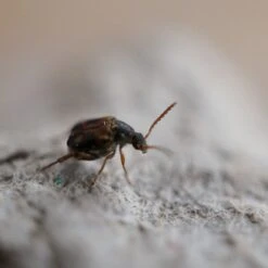 Josh's Frogs Bean Beetle Culture Live Feed Reptile Food, 16-oz Tub 17 Josh's Frogs Bean Beetle Culture Live Feed Reptile Food, 16-oz Tub -Pet Supplies Store 928598 PT6. AC SS1800 V1692301791