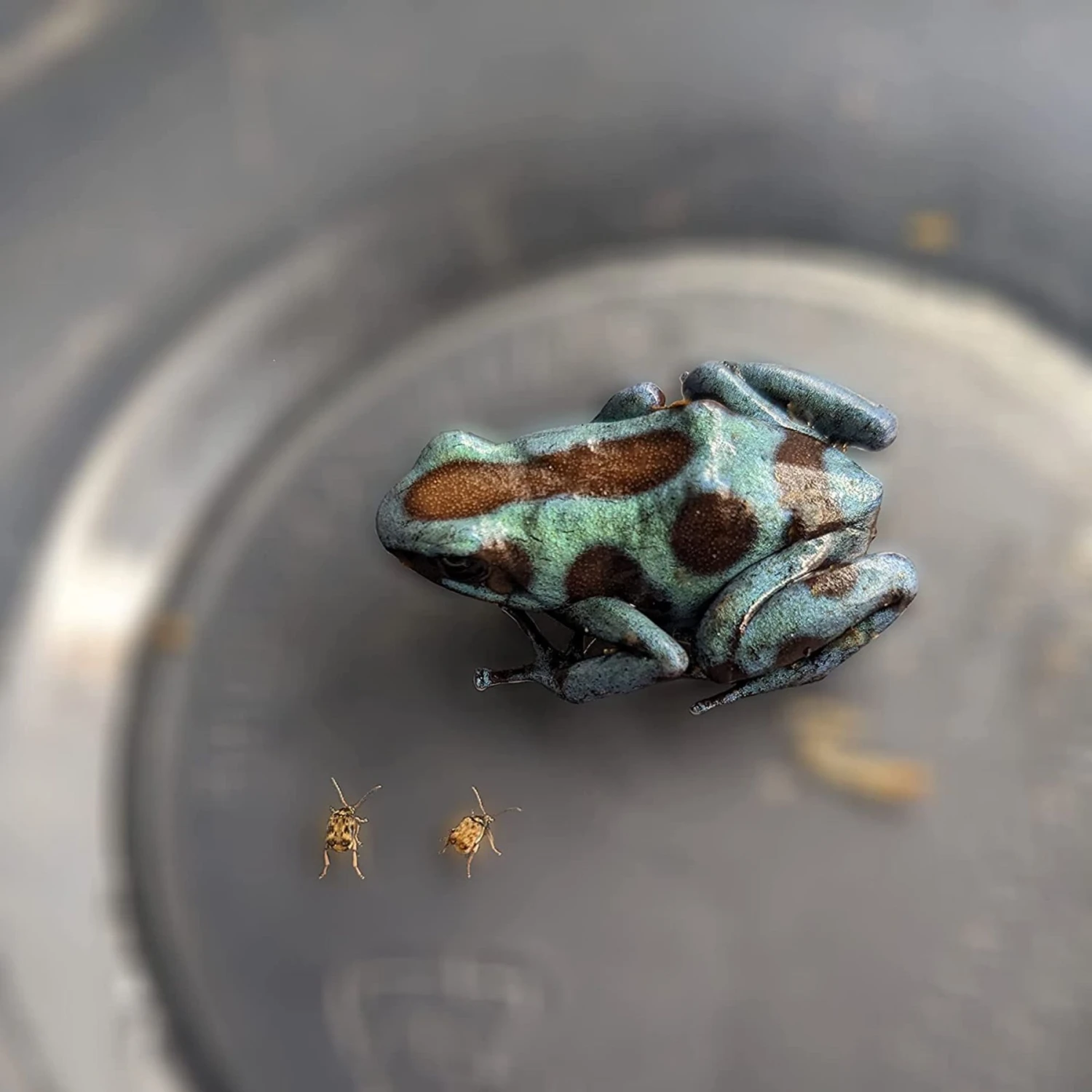 Josh's Frogs Bean Beetle Culture Live Feed Reptile Food, 16-oz Tub 10 Josh's Frogs Bean Beetle Culture Live Feed Reptile Food, 16-oz Tub - Image 8