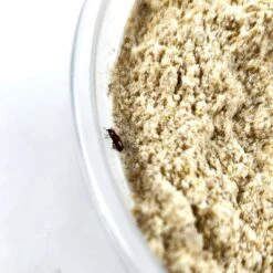 Josh's Frogs Rice Flour Beetle Culture Live Feed Reptile Food, 16-oz Tub -Pet Supplies Store 928614 PT3. AC SS1800 V1692298808