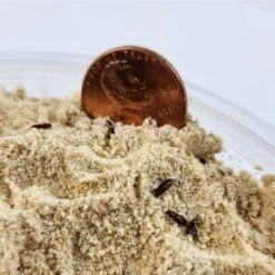 Josh's Frogs Rice Flour Beetle Culture Live Feed Reptile Food, 16-oz Tub -Pet Supplies Store 928614 PT4. AC SS1800 V1692303010