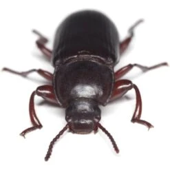 Josh's Frogs Rice Flour Beetle Culture Live Feed Reptile Food, 16-oz Tub -Pet Supplies Store 928614 PT5. AC SS1800 V1692302204