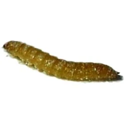 Josh's Frogs Rice Flour Beetle Culture Live Feed Reptile Food, 16-oz Tub -Pet Supplies Store 928614 PT6. AC SS1800 V1692302206