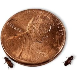 Josh's Frogs Rice Flour Beetle Culture Live Feed Reptile Food, 16-oz Tub -Pet Supplies Store 928614 PT7. AC SS1800 V1692298840