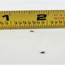 Josh's Frogs Pinhead Banded Crickets Live Feed Reptile Food -Pet Supplies Store 928694 PT2. AC SS1800 V1692298394