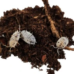 Josh's Frogs Porcellio Laevis 'Dairy Cow' Isopods Live Feed Reptile Food, 10 Count -Pet Supplies Store 928734 PT2. AC SS1800 V1692296346