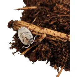 Josh's Frogs Porcellio Laevis 'Dairy Cow' Isopods Live Feed Reptile Food, 10 Count -Pet Supplies Store 928734 PT3. AC SS1800 V1692298815