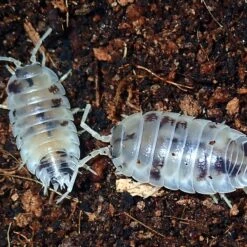 Josh's Frogs Porcellio Laevis 'Dairy Cow' Isopods Live Feed Reptile Food, 10 Count -Pet Supplies Store 928734 PT4. AC SS1800 V1692301821