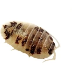 Josh's Frogs Porcellio Laevis 'Dairy Cow' Isopods Live Feed Reptile Food, 10 Count -Pet Supplies Store 928734 PT5. AC SS1800 V1692301761