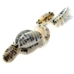Josh's Frogs Porcellio Laevis 'Dairy Cow' Isopods Live Feed Reptile Food, 10 Count -Pet Supplies Store 928734 PT6. AC SS1800 V1692299424