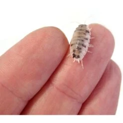 Josh's Frogs Porcellio Laevis 'Dairy Cow' Isopods Live Feed Reptile Food, 10 Count -Pet Supplies Store 928734 PT7. AC SS1800 V1692300316