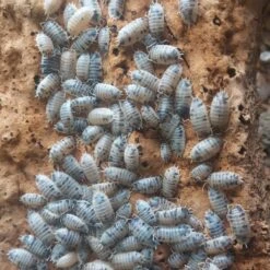 Josh's Frogs Porcellio Laevis 'Dairy Cow' Isopods Live Feed Reptile Food, 10 Count -Pet Supplies Store 928734 PT8. AC SS1800 V1692296346