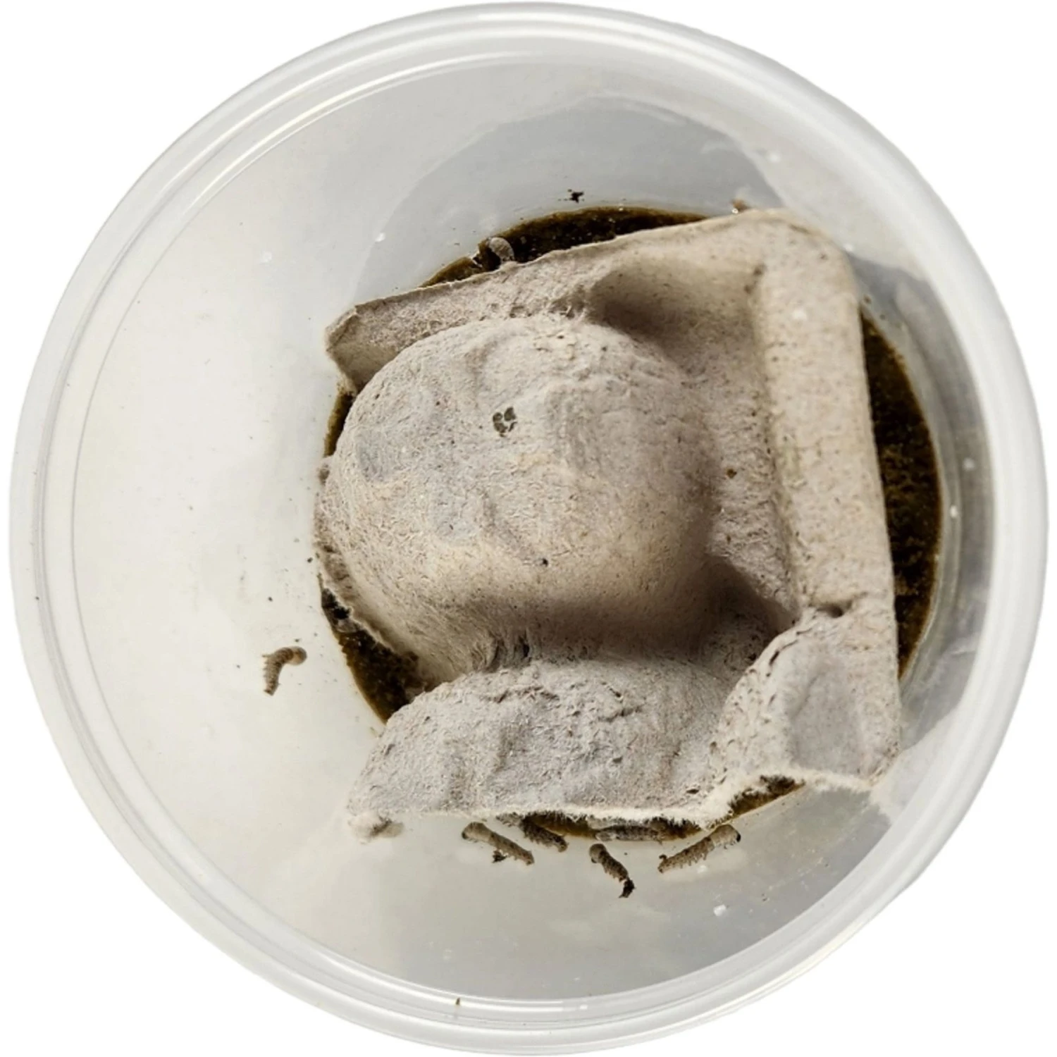 Josh's Frogs Silkworms Live Feed Reptile Food, Medium, 25 Count 5 Josh's Frogs Silkworms Live Feed Reptile Food, Medium, 25 Count - Image 3