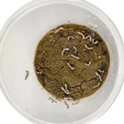 Josh's Frogs Silkworms Live Feed Reptile Food, Medium, 25 Count 14 Josh's Frogs Silkworms Live Feed Reptile Food, Medium, 25 Count -Pet Supplies Store 928846 PT3. AC SS1800 V1692296346