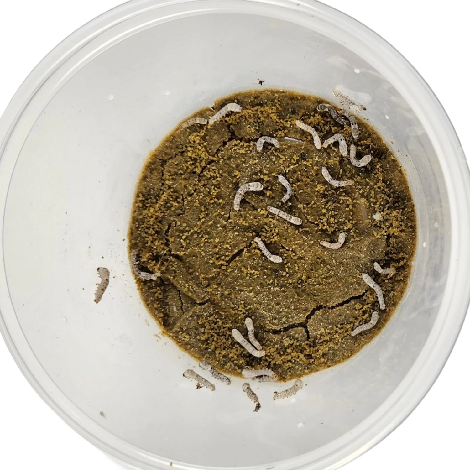 Josh's Frogs Silkworms Live Feed Reptile Food, Medium, 25 Count 6 Josh's Frogs Silkworms Live Feed Reptile Food, Medium, 25 Count - Image 4