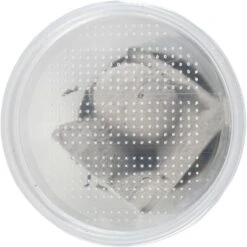 Josh's Frogs Silkworms Live Feed Reptile Food, Medium, 25 Count 19 Josh's Frogs Silkworms Live Feed Reptile Food, Medium, 25 Count -Pet Supplies Store 928846 PT8. AC SS1800 V1692303008