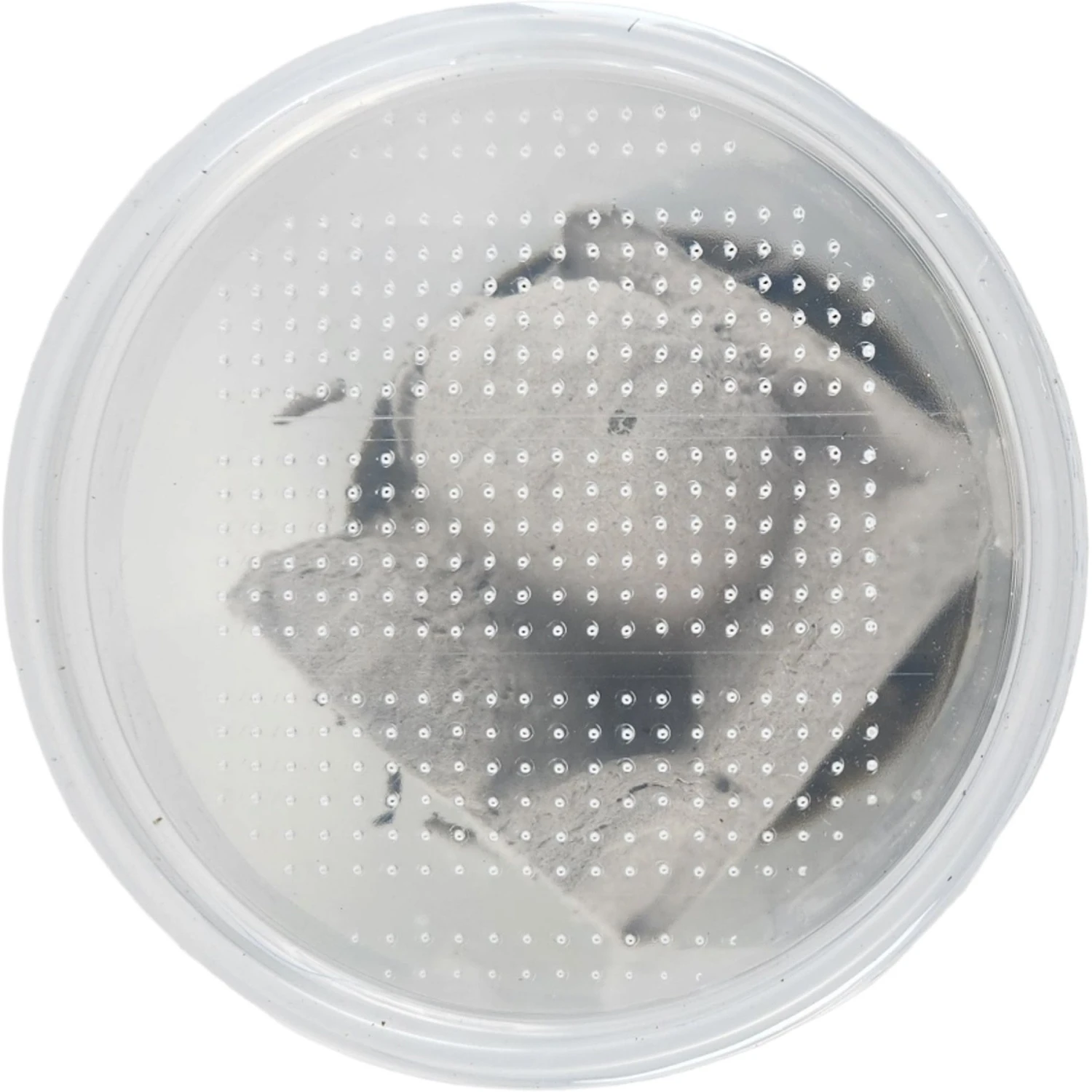 Josh's Frogs Silkworms Live Feed Reptile Food, Medium, 25 Count 11 Josh's Frogs Silkworms Live Feed Reptile Food, Medium, 25 Count - Image 9