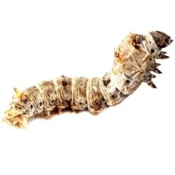 Josh's Frogs Silkworms Live Feed Reptile Food, Small, 25 Count 15 Josh's Frogs Silkworms Live Feed Reptile Food, Small, 25 Count -Pet Supplies Store 928862 PT4. AC SS1800 V1692294503