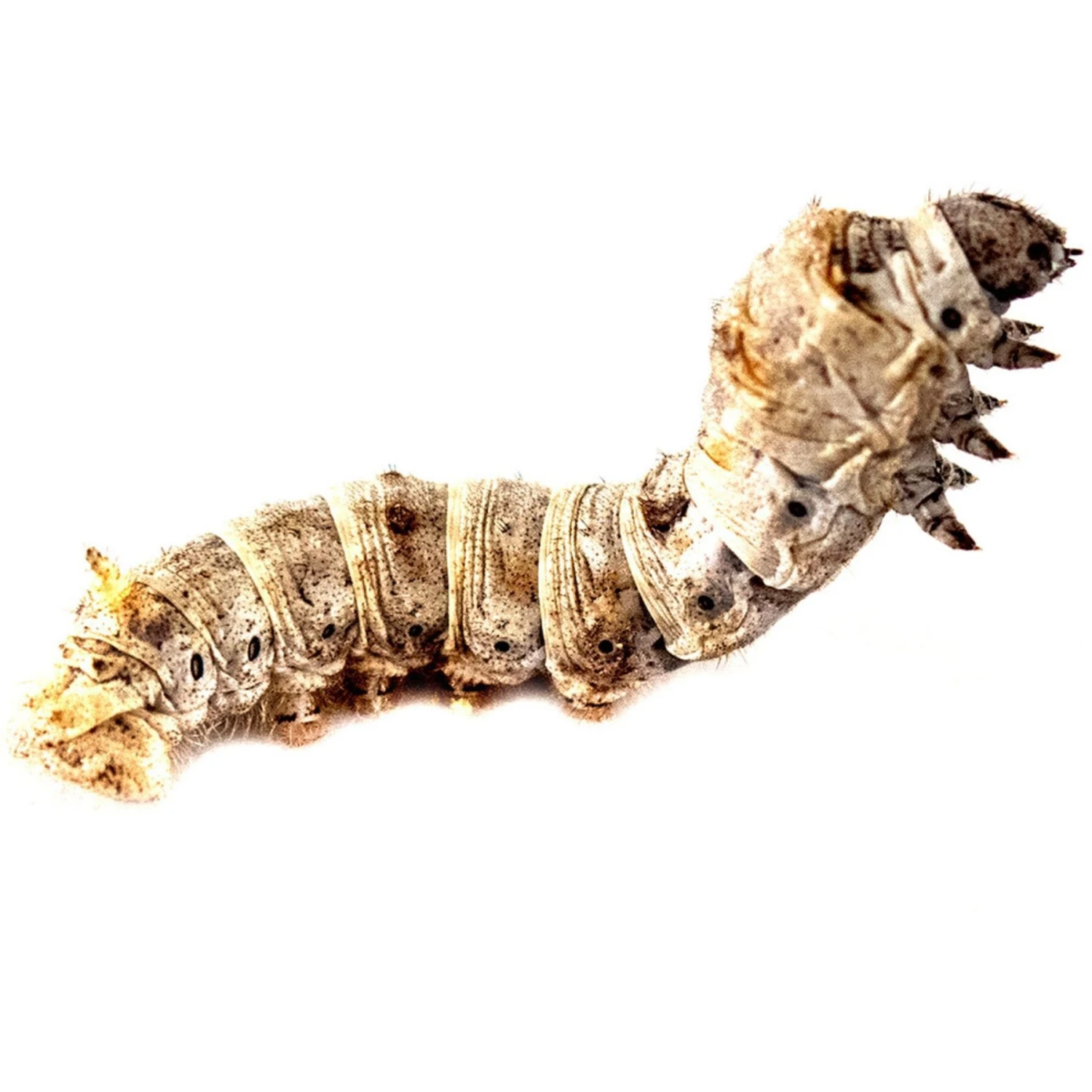 Josh's Frogs Silkworms Live Feed Reptile Food, Small, 25 Count 7 Josh's Frogs Silkworms Live Feed Reptile Food, Small, 25 Count - Image 5