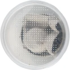 Josh's Frogs Silkworms Live Feed Reptile Food, Small, 25 Count 19 Josh's Frogs Silkworms Live Feed Reptile Food, Small, 25 Count -Pet Supplies Store 928862 PT8. AC SS1800 V1692298899