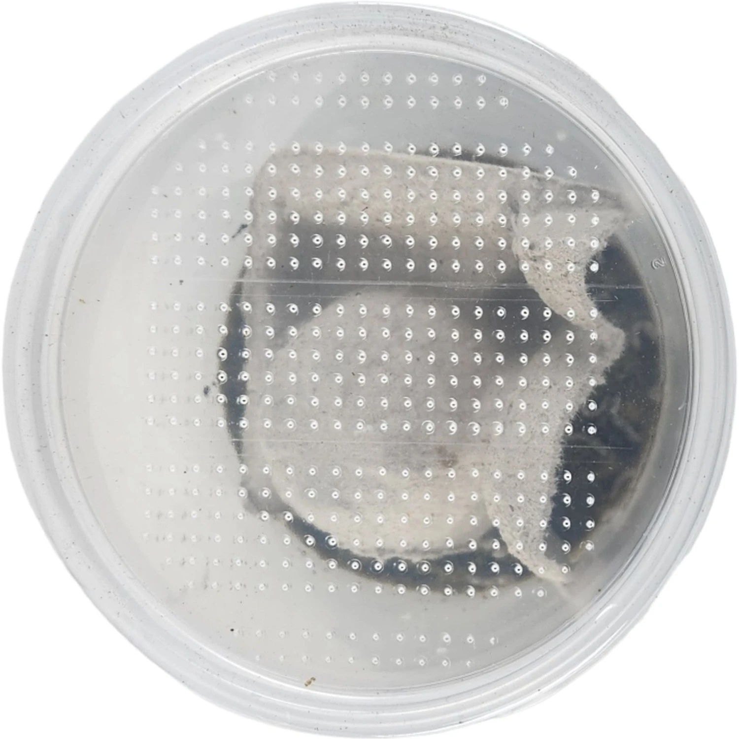 Josh's Frogs Silkworms Live Feed Reptile Food, Small, 25 Count 11 Josh's Frogs Silkworms Live Feed Reptile Food, Small, 25 Count - Image 9