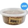 Josh's Frogs Superworms Live Feed Reptile Food