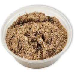 Josh's Frogs Superworms Live Feed Reptile Food -Pet Supplies Store 928934 PT2. AC SS1800 V1692299423