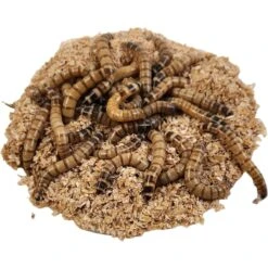 Josh's Frogs Superworms Live Feed Reptile Food -Pet Supplies Store 928934 PT4. AC SS1800 V1692300347