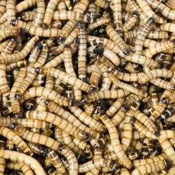 Josh's Frogs Superworms Live Feed Reptile Food -Pet Supplies Store 928934 PT6. AC SS1800 V1692300317