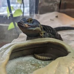 Josh's Frogs Superworms Live Feed Reptile Food -Pet Supplies Store 928934 PT7. AC SS1800 V1692294444