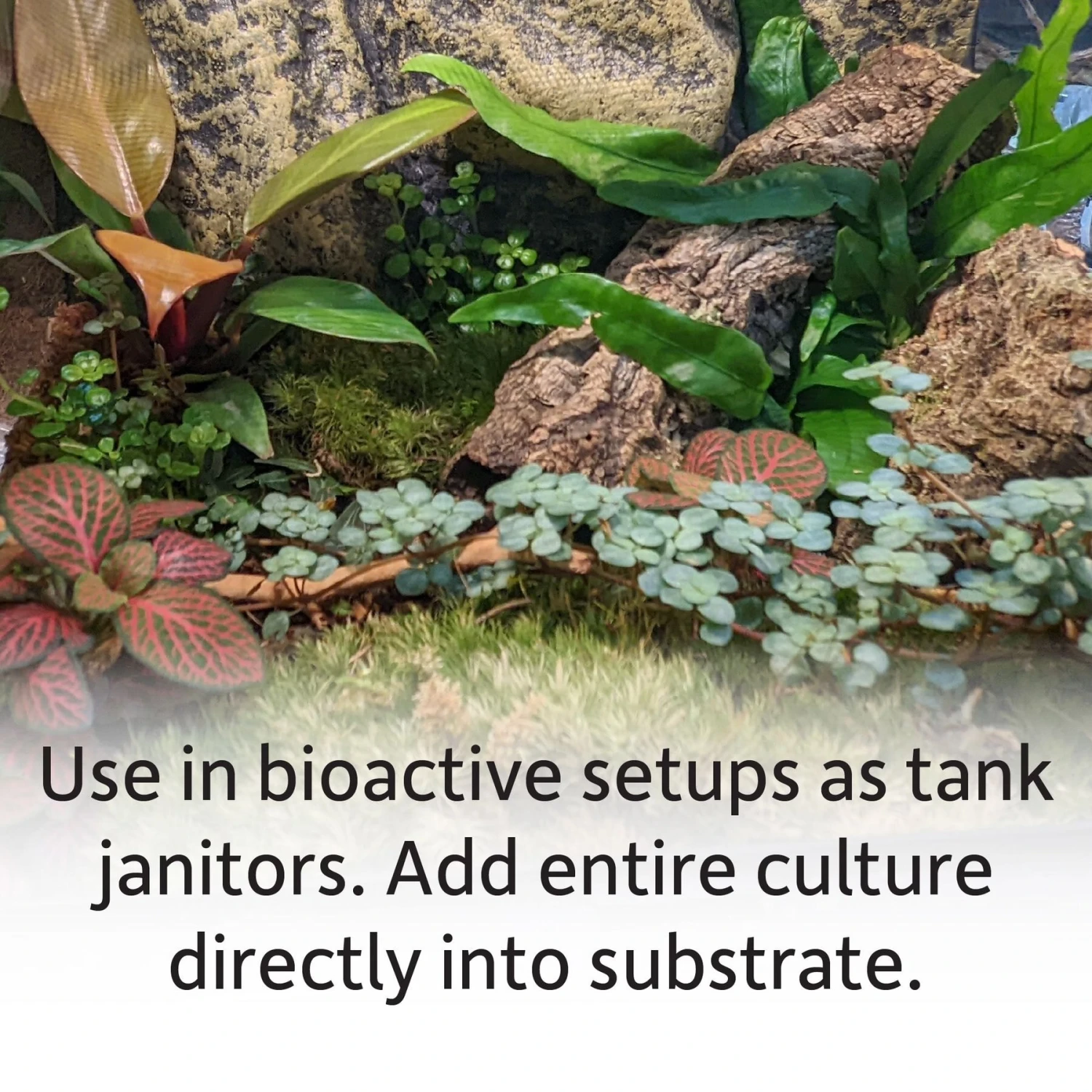 Josh's Frogs Temperate Springtail Collembola Culture Live Feed Reptile Food 7 Josh's Frogs Temperate Springtail Collembola Culture Live Feed Reptile Food - Image 5