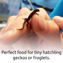 Josh's Frogs Temperate Springtail Collembola Culture Live Feed Reptile Food 16 Josh's Frogs Temperate Springtail Collembola Culture Live Feed Reptile Food -Pet Supplies Store 928958 PT5. AC SS1800 V1692301058