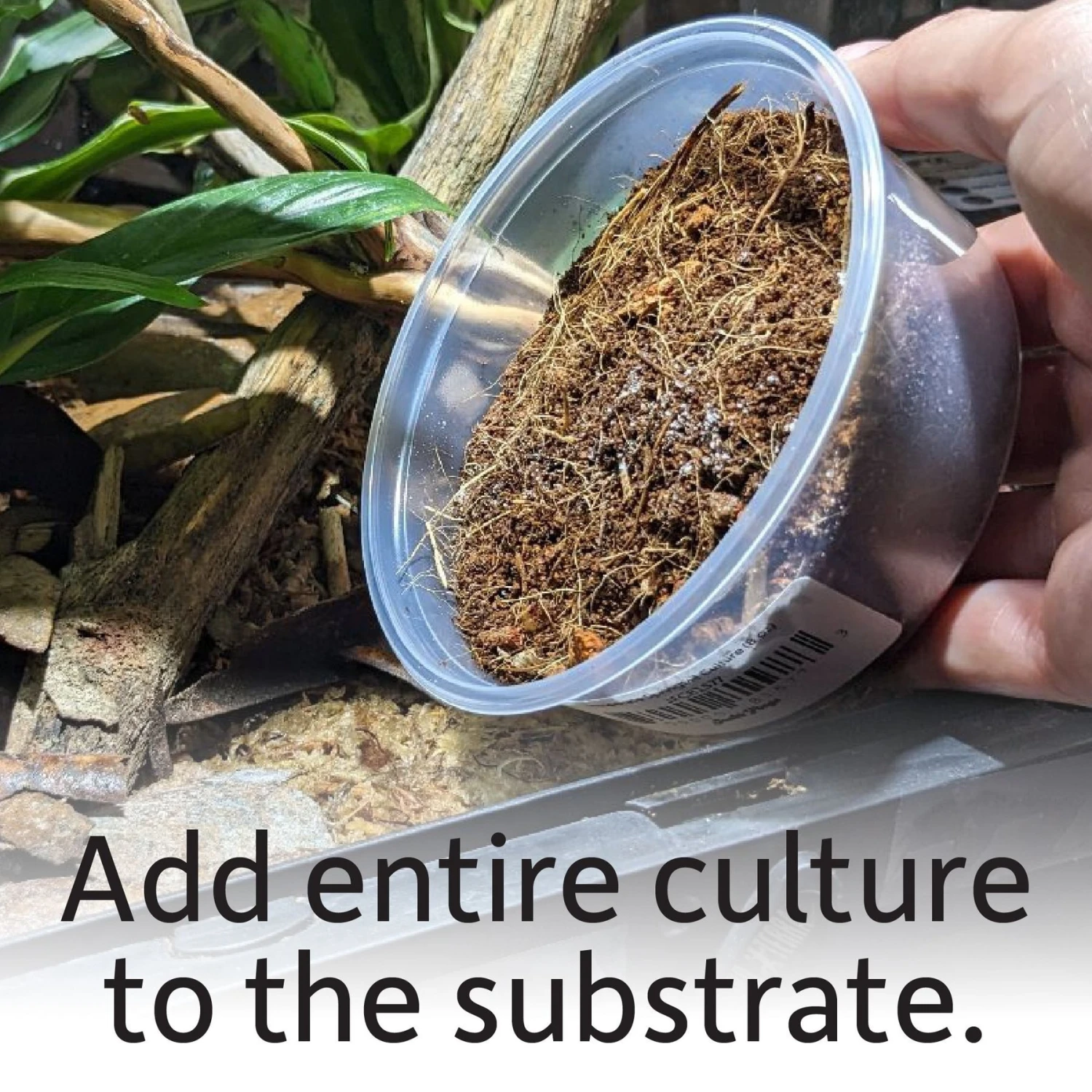 Josh's Frogs Temperate Springtail Collembola Culture Live Feed Reptile Food 9 Josh's Frogs Temperate Springtail Collembola Culture Live Feed Reptile Food - Image 7