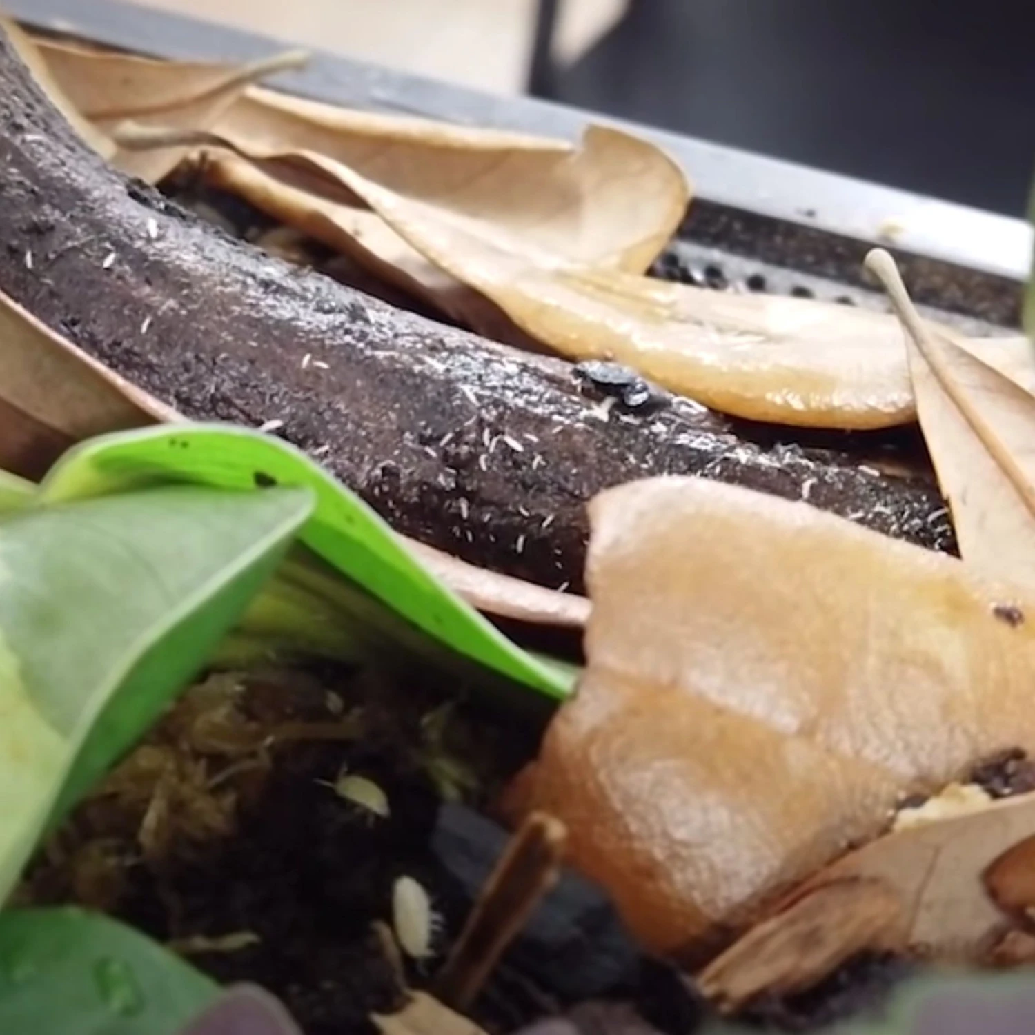 Josh's Frogs Temperate Springtail Collembola Culture Live Feed Reptile Food 10 Josh's Frogs Temperate Springtail Collembola Culture Live Feed Reptile Food - Image 8