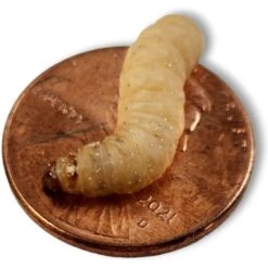 Josh's Frogs Waxworms Live Feed Reptile Food -Pet Supplies Store 928990 PT5. AC SS1800 V1692298896