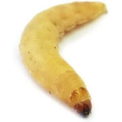 Josh's Frogs Waxworms Live Feed Reptile Food -Pet Supplies Store 928990 PT6. AC SS1800 V1692301822