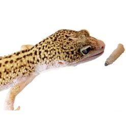 Josh's Frogs Waxworms Live Feed Reptile Food -Pet Supplies Store 928990 PT7. AC SS1800 V1692298364