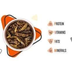 Freshinsects Medley Treats For Bearded Dragons 14 Freshinsects Medley Treats For Bearded Dragons -Pet Supplies Store 944294 PT4. AC SS1800 V1692721230