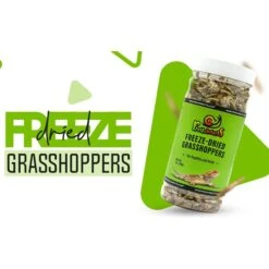 Freshinsects Freeze-Dried Grasshoppers Treats, 1-oz Jar 13 Freshinsects Freeze-Dried Grasshoppers Treats, 1-oz Jar -Pet Supplies Store 944374 PT3. AC SS1800 V1692721433