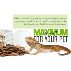 Freshinsects Freeze-Dried Grasshoppers Treats, 1-oz Jar 17 Freshinsects Freeze-Dried Grasshoppers Treats, 1-oz Jar -Pet Supplies Store 944374 PT7. AC SS1800 V1692721108