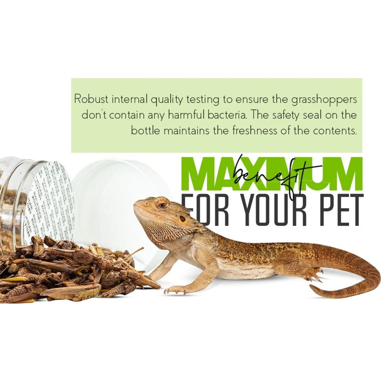 Freshinsects Freeze-Dried Grasshoppers Treats, 1-oz Jar 10 Freshinsects Freeze-Dried Grasshoppers Treats, 1-oz Jar - Image 8