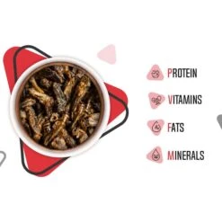 Freshinsects Freeze-Dried Crickets Treats, 1-oz Jar -Pet Supplies Store 944390 PT4. AC SS1800 V1692721115